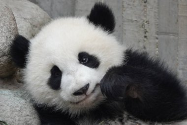 Tatlı küçük panda Bambu ısırmayı öğreniyor.