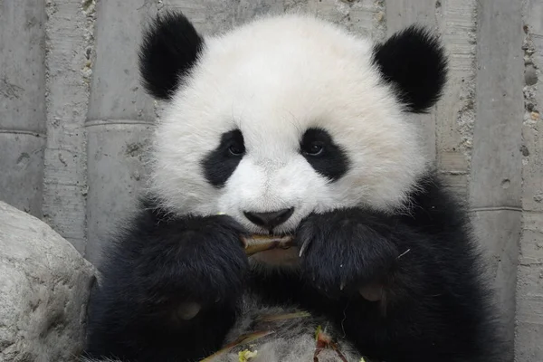 Schöne Kleine Panda Lernt Bambus Beißen — Stockfoto