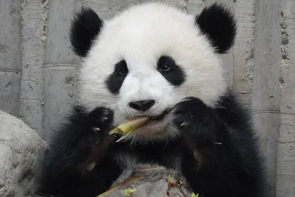 可愛いパンダは可愛い竹を学ぶ — ストック写真