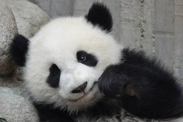 Lovely Little Panda Está Aprendiendo Morder Bambú — Foto de Stock