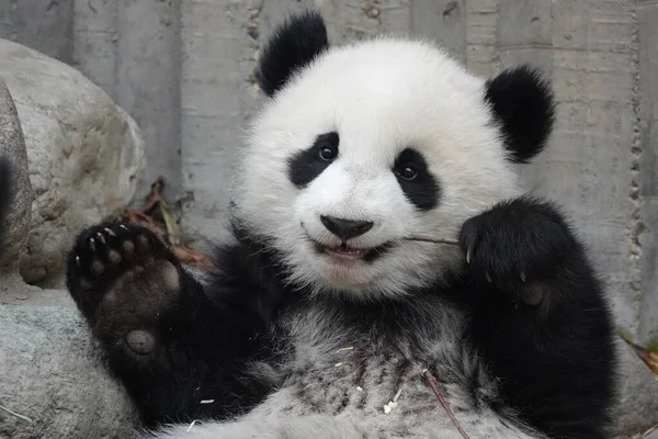 Krásná Malá Panda Učí Kousat Bambus — Stock fotografie