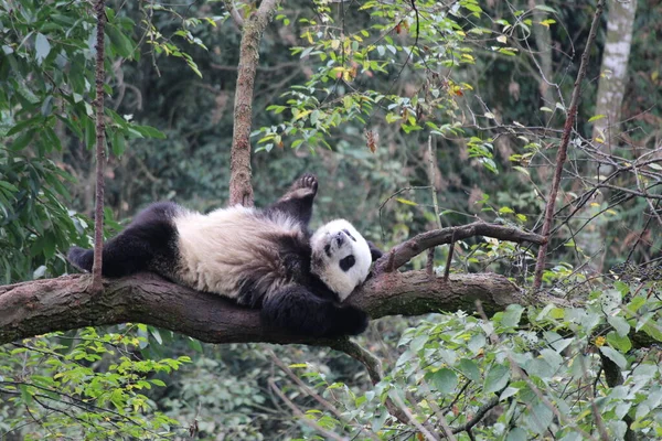可爱的绒毛熊猫在树上休息 — 图库照片