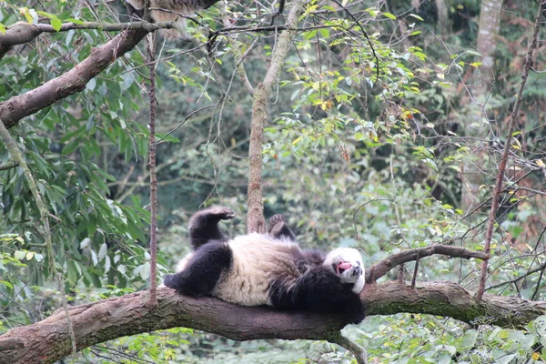 Niedliche Flauschige Panda Ruht Auf Dem Baum — Stockfoto