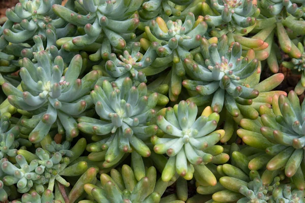 Красота Природы Узора Текстуры Succulent — стоковое фото