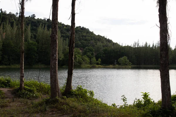 Sitio Naturista Tranquilo Tranquilo Para Acampar Entre Árbol Hoja Perenne — Foto de Stock