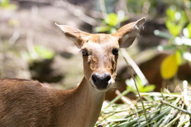 Küçük geyikler yeşil bahçede ot yiyorlar.