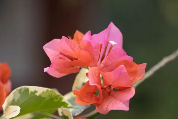 Güzel Yumuşak Pembe Çiçekler Yaz Gökyüzünün Altında — Stok fotoğraf