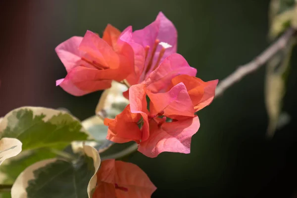 Güzel Yumuşak Pembe Çiçekler Yaz Gökyüzünün Altında — Stok fotoğraf