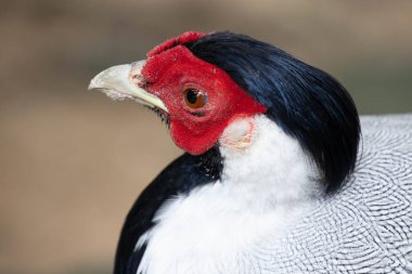 Soyut kombinasyon renginde siyah, beyaz ve kırmızı sülün.