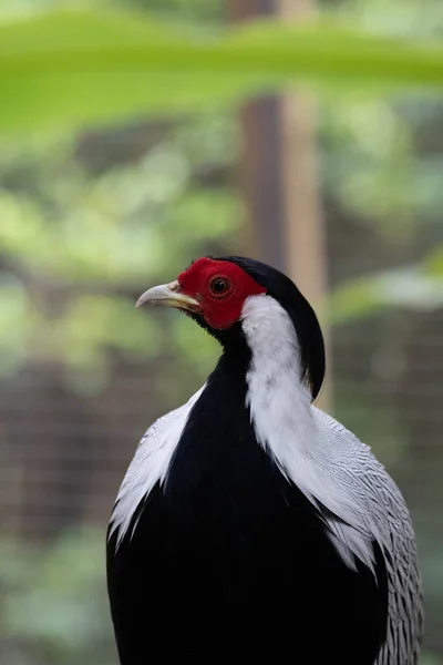 Hermoso Faisán Con Combinación Abstracta Color Negro Blanco Rojo —  Fotos de Stock