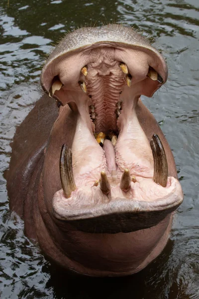 Happy Hippopotamus Ανοίγει Μεγάλο Του Στόμα Περιμένοντας Φαγητό — Φωτογραφία Αρχείου