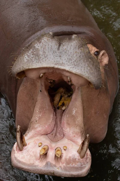 Heureux Hippopotame Ouvre Grande Bouche Attendant Nourriture — Photo