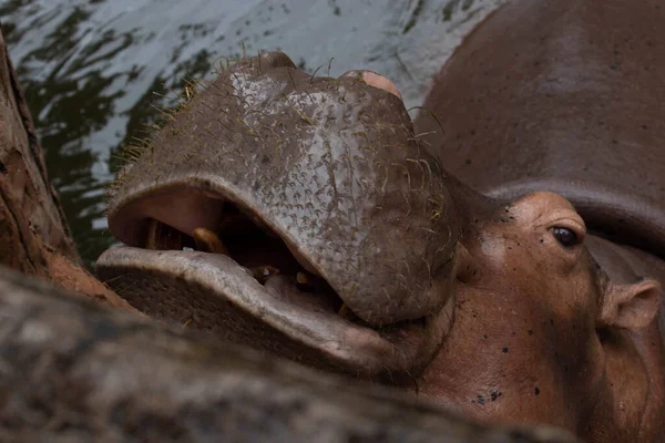 Happy Hippopotamus Ανοίγει Μεγάλο Του Στόμα Περιμένοντας Φαγητό — Φωτογραφία Αρχείου