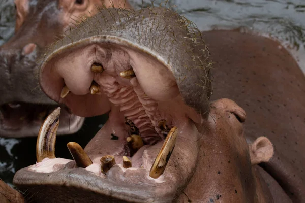 Feliz Hipopótamo Está Abriendo Gran Boca Esperando Comida —  Fotos de Stock