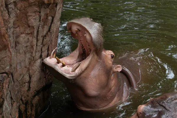 Happy Hippopotamus Opent Zijn Grote Mond Wachtend Voedsel — Stockfoto