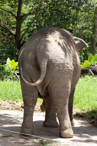 Close Elephant Butt — Foto de Stock