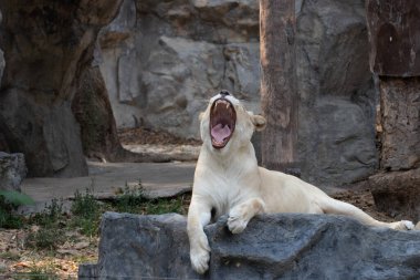 Uykulu dişi aslan ağır öğle yemeğinden sonra esniyor.