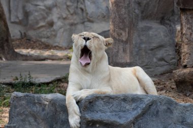 Uykulu dişi aslan ağır öğle yemeğinden sonra esniyor.
