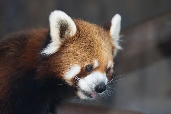 Mignon Panda Rouge Est Recherche Quelque Chose — Photo