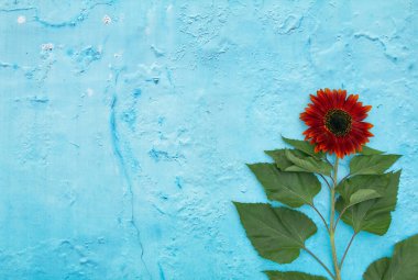 Ayçiçeği (Helianthus annuus) vintage ahşap arka plan üzerinde