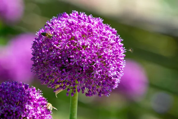 Primer Plano Una Flor Alium Púrpura —  Fotos de Stock