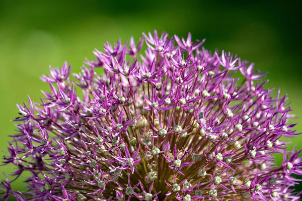 Primer Plano Una Flor Alium Púrpura —  Fotos de Stock