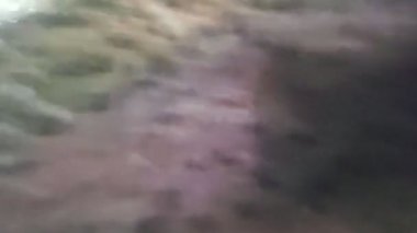 Akvaryumda alabalık 