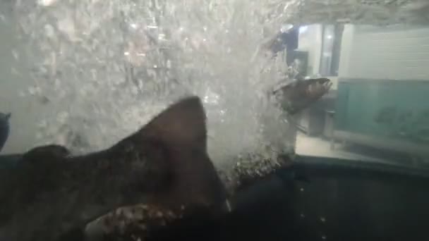 水族馆里的鳟鱼 — 图库视频影像
