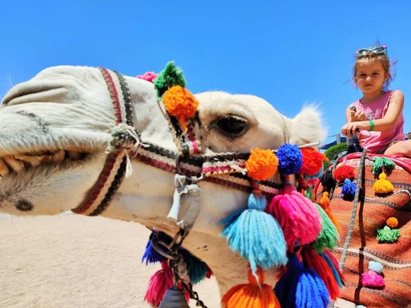 Camel Head Close Look — Foto de Stock