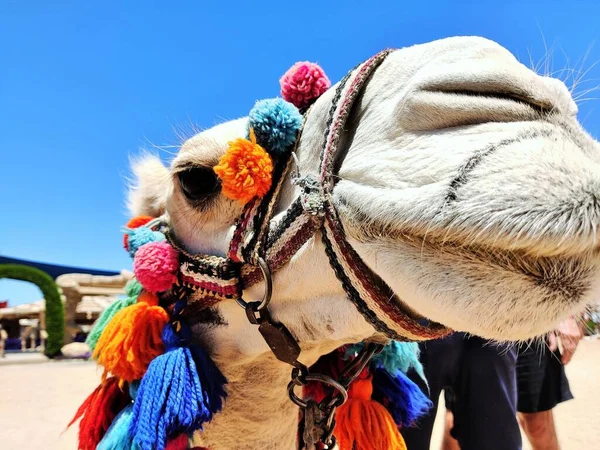 Κεφαλή Καμήλας Κοντινό Βλέμμα — Φωτογραφία Αρχείου