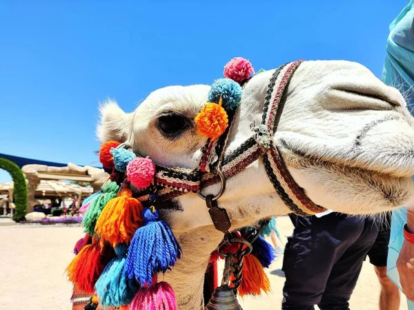 Camel Hoofd Close Look — Stockfoto