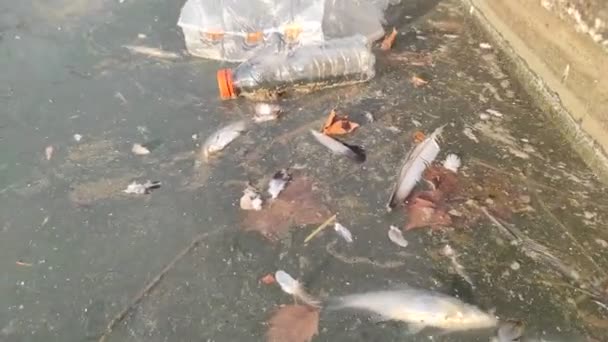 Large Environmental Pollution Plastic Bottles Bags Trash River Lake — Vídeos de Stock