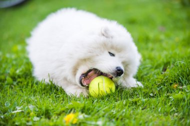 Beyaz Samoylu yavru köpek çimenlerde tenis topuyla oynuyor.