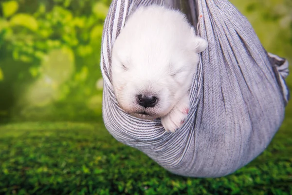 Blanco Esponjoso Pequeño Cachorro Samoyed Perro Dos Semanas Edad Está —  Fotos de Stock