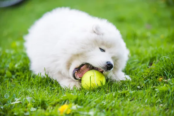 Cão Cachorro Branco Samoyed Brincando Com Uma Bola Tênis Gramado — Fotografia de Stock