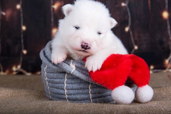 Blanco esponjoso pequeño perro cachorro Samoyed en una caja de regalo de Navidad — Foto de Stock