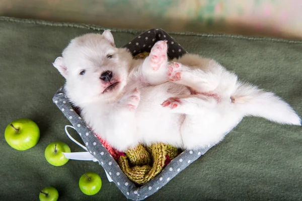 Beyaz tüylü, küçük Samoyed yavru köpeği elmalarla dolu bir sepette — Stok fotoğraf