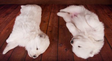İki küçük bir aylık sevimli beyaz Samoyed köpek yavrusu.