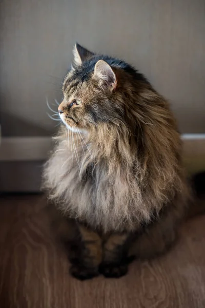 Norvegian Forest Cat Cerrar Retrato Mirando Por Ventana —  Fotos de Stock