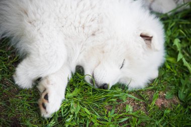 Komik Samoyed yavru köpeği bahçede uyuyor.