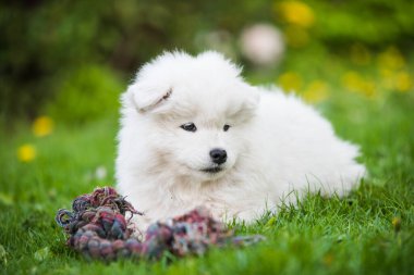 Komik tüylü beyaz Samoyed yavru köpeği yeşil çimlerin üzerinde oyuncakla oynuyor.
