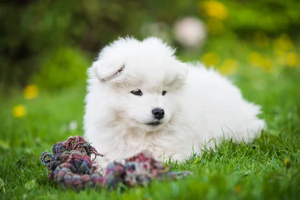 面白いふわふわ白い毛のある子犬犬あります遊んでいますとともにおもちゃでザ緑の草 — ストック写真