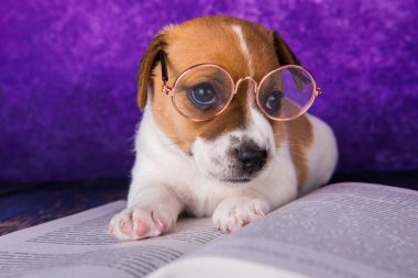 dersler, ders için kitap okuma yorgun öğrenci sevimli köpek uykuda düşme.