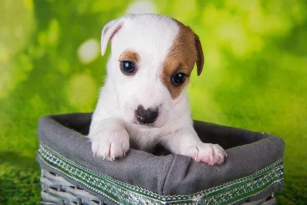 Cute jack russell terrier cucciolo è seduto in una scatola di Pasqua — Foto Stock