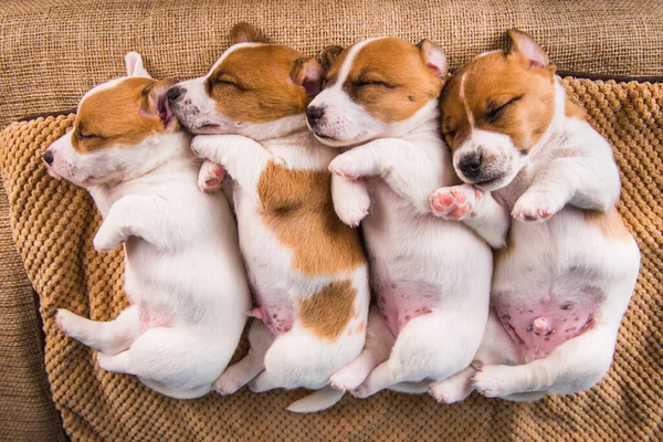 Grupp av Jack Russell terrier valpar sover sött på en mjuk säng — Stockfoto