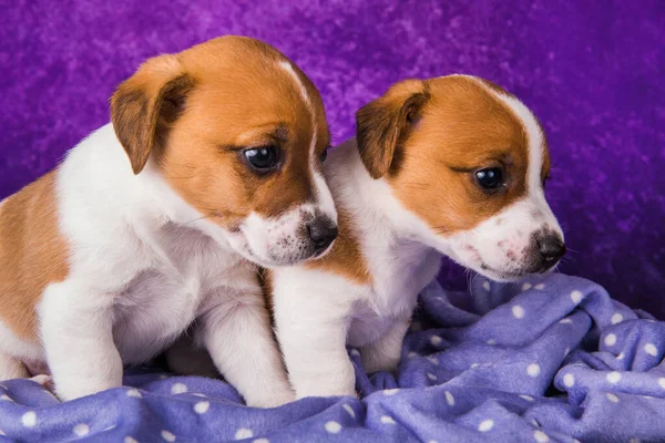 Два щенка-терьера Джека Рассела на фиолетовом — стоковое фото