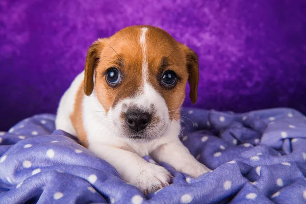 Jack Russell Terrier cachorro cão em um roxo — Fotografia de Stock
