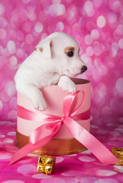 Small jack russel terrier puppy in a pink present box — Stock Photo, Image
