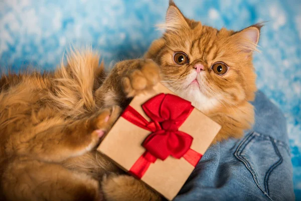 Červená perská kočka s dárkovou krabičkou na Vánoce — Stock fotografie