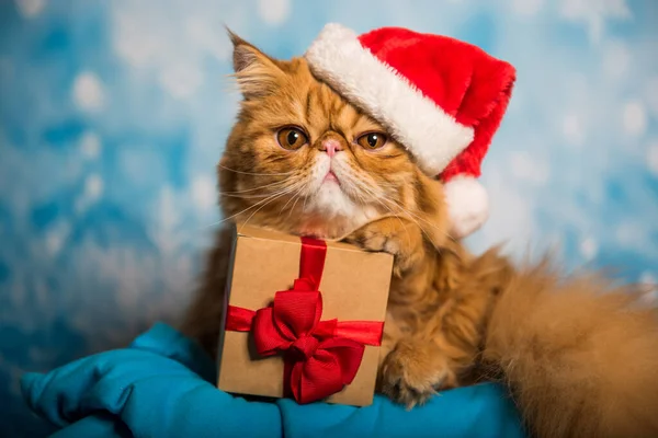 赤いペルシャ猫で赤いサンタクロースの帽子クリスマス — ストック写真